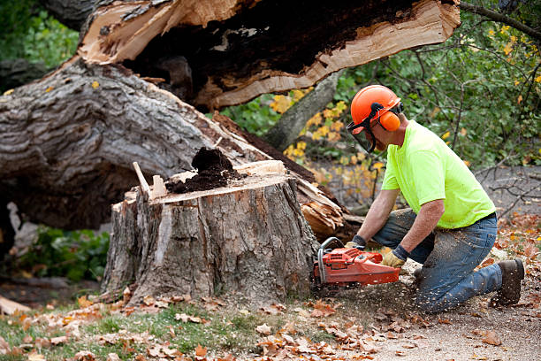 How Our Tree Care Process Works  in  Erie, IL